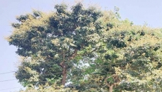 মুকুলে ছেয়েছে লিচু গাছ, বাম্পার ফলনের আশা
