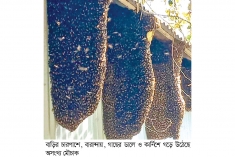 বসতবাড়িতে মৌমাছির অভয়াশ্রম  
