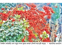দ্যুতি ছড়াচ্ছে পলাশের রঙিন আভা  