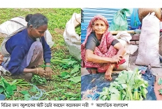 কচুশাক বিক্রিতেই চলছে  অসহায় নারীদের জীবিকা  