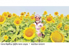 কম খরচে লাভ বেশি সূর্যমুখী চাষে  