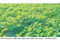 উচ্চ ফলনশীল জাতের বাদাম চাষ বাড়ছে  