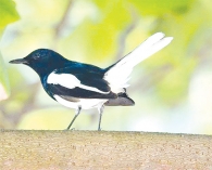বাংলা-বাঙালির পাখি  