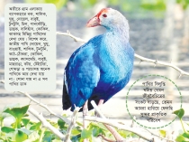 বিলুপ্তপ্রায় পাখি  