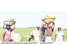 দক্ষিণ উপকূলে তরমুজ তোলার উৎসব, যাচ্ছে বিভিন্ন জেলায়  