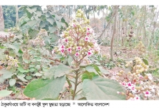 মুগ্ধতা ছড়াচ্ছে ভাটিফুল  