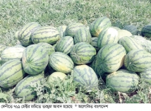 তরমুজের দামে খুশি কৃষক  