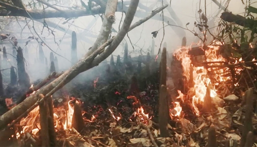 সুন্দরবনে আগুন, কাছে পানি না থাকায় নেভাতে বেগ