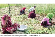 পেঁয়াজের বাম্পার ফলনেও লোকসানে কৃষক  