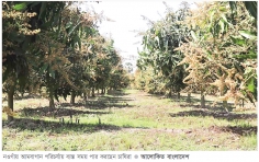 পরিচর্যায় ব্যস্ত আম চাষিরা   