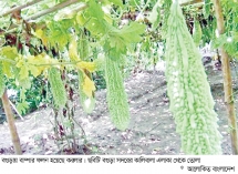 করলার ফলন ও দামে খুশি কৃষক 