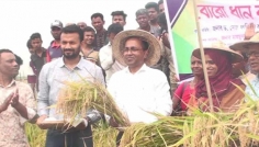হবিগঞ্জে বোরো ধান কাটা উৎসব অনুষ্ঠিত 