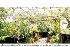 ছাদে সবুজ বিপ্লব, উৎপাদন হচ্ছে স্বাস্থ্যসম্মত ফল-ফলাদি  
