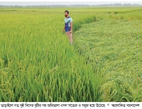বৃষ্টিতে প্রাণ ফিরেছে বোরো খেতে  