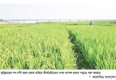 একসময়ের খরস্রোতা নদী এখন ফসলের মাঠ  