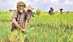 মধুমাস ও  বাংলার  প্রকৃতি  