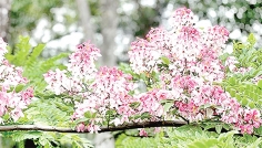 গ্রীষ্মের মুগ্ধ প্রকৃতি  