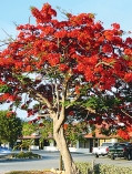 কৃষ্ণচূড়ার দল  