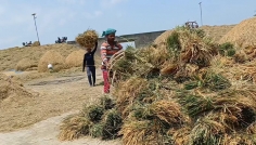 কিশোরগঞ্জের হাওরাঞ্চলে বোরো ধান কাটার ধুম