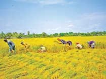 ধানের বাম্পার ফলন  