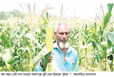 ভুট্টার আবাদ বাড়ছে  