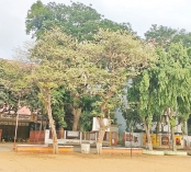 অপার সৌন্দর্য ছড়াচ্ছে দুর্লভ ফুল ‘কুরচি’  