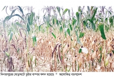 ভুট্টার ফলন ও দামে খুশি কৃষক  