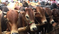 মেরাদিয়ায় গরুর হাট বসানো যাবে না: হাইকোর্ট