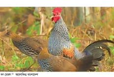 বিলুপ্তির পথে গারো পাহাড়ের বন মোরগ 