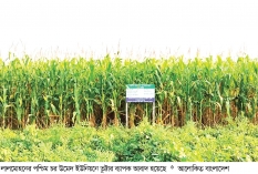 ভুট্টার বাম্পার ফলনে খুশি কৃষক  