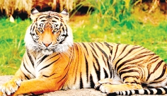 সেভ টাইগার সেভ বেঙ্গল  