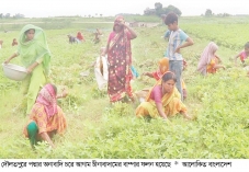 পদ্মার চরে চীনাবাদাম চাষে সাফল্য  