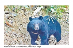 সাতছড়ি উদ্যানে কালো ভালুক সতর্ক থাকার পরামর্শ  