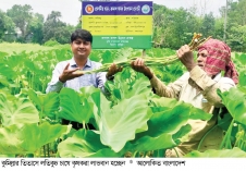 লতিকচু চাষে ফিরছে সচ্ছলতা  
