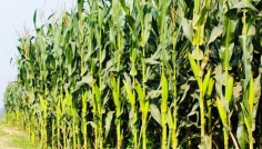 কুড়িগ্রামের চরাঞ্চলে ভুট্টা চাষে আত্মনির্ভরশীল কৃষকরা