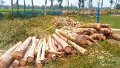 স্কুল চত্বরের ১৮ গাছ কাটার অভিযোগ প্রধান শিক্ষকের বিরুদ্ধে