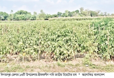 দিনাজপুরে গ্রীষ্মকালীন টমেটোর বাম্পার ফলন  