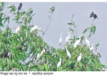 হারিয়ে যাচ্ছে নান্দনিক সৌন্দর্যের প্রতীক বড় সাদা বক  