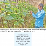 রাজশাহীর জিআই পণ্য পানে চিনিপোকা, দিশাহারা কৃষক  