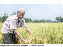 নকলায় বোরো ধানের বাম্পার ফলনের সম্ভাবনা  