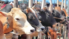 কোরবানির জন্য প্রস্তুত ১ কোটি সাড়ে ২৪ লাখ পশু