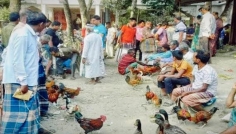 কুড়িগ্রামে গ্রামীণ অর্থনীতির প্রাণশক্তি জোগাচ্ছে সাপ্তাহিক হাটগুলো