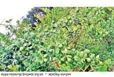 বগুড়ায় লেবু চাষে সাফল্য  