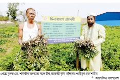 চিনাবাদাম ফলনে বাজিমাত  