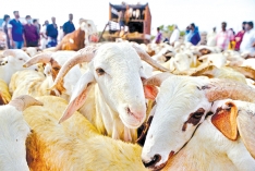 ইসমাইল (আ.)-এর কোরবানি  