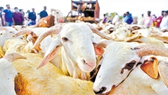 মানবসভ্যতায় কোরবানির ঐতিহ্য: ইসমাইল (আ.)-এর কোরবানি