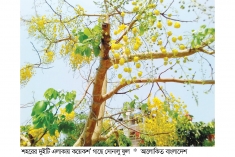 লালমনিরহাটে শোভা পাচ্ছে সোনালু ফুল  