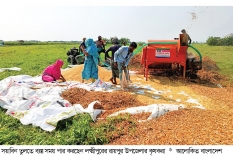সয়াবিনের মাঠে ঘুরছে লোকসানের হাওয়া  