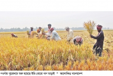 বোরো ধানের দাম কমায় দুশ্চিন্তায় কৃষক  