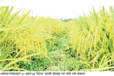 দক্ষিণাঞ্চলে বোরো ধানের বাম্পার ফলন  